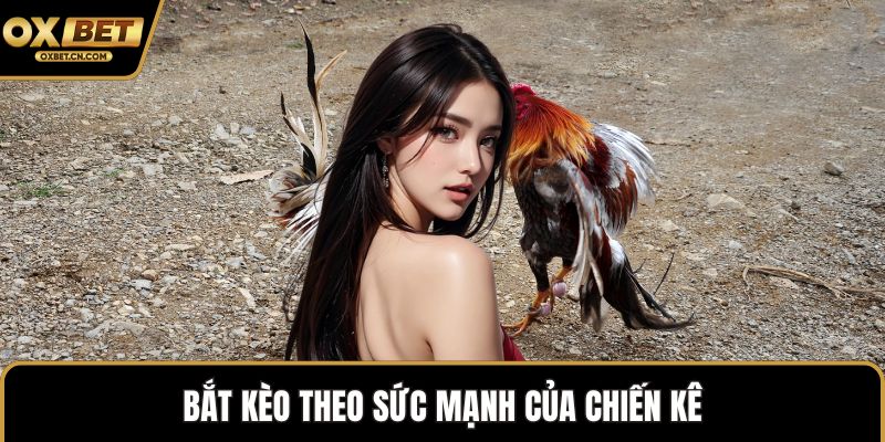 Bắt kèo theo sức mạnh của chiến kê